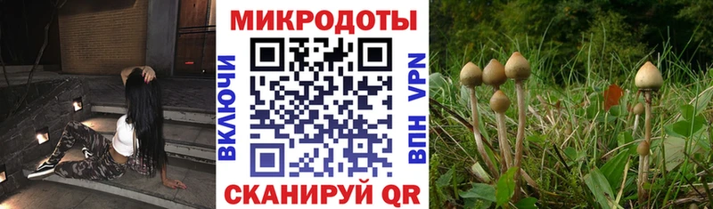 как найти   Белокуриха  Галлюциногенные грибы Magic Shrooms 